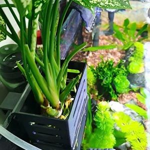 Aquarium Aquatic Plant Holder for Pothos Monstera